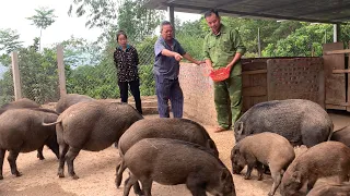 Many customers come to Jhony's farm to buy wild pigs and chickens in large quantities