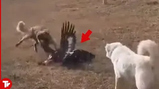 Eagle Attacks Dog and Quickly Pays Its Life