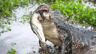 Science Today: American Alligators | California Academy of Sciences