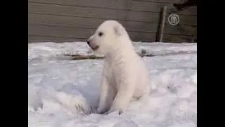 Видео: белый медвежонок впервые вышел на снег (новости)
