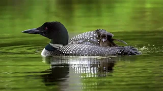 Loons Calling