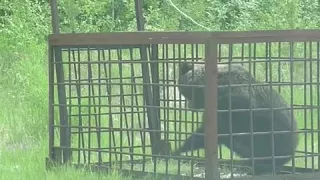 Поймали медведя в клетку.