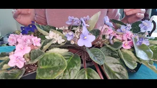 HOW TO GET YOUR AFRICAN VIOLET PLANT TO FLOWER - Secret Tips and Tricks for Beautiful Blooms -