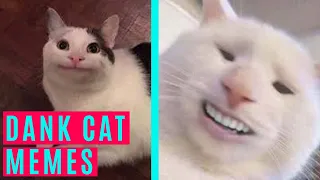 BEST DANK CAT MEMES COMPILATION OF 2020 PART 11 (from TikTok)