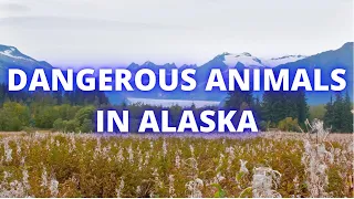 DANGEROUS ANIMALS IN ALASKA