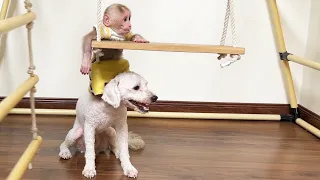 Monkey Bibi plays with 2 best friends