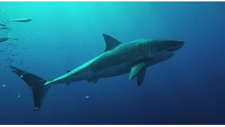 Большая белая акула. Great White Shark (Carcharodon).