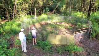 18 Hogs in one trap!