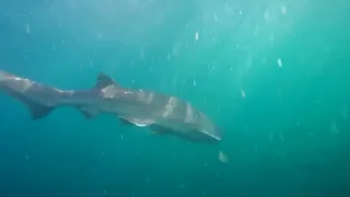 Shark Cage Dive in South Africa - May 2019