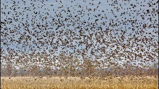 THE DUCK MECCA: Habitat Flats The Grand