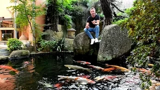 Modern Koi Blog #1240 - Temperaturschichtung im Winter