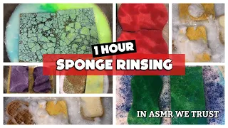 1 hour of Sudsy Sponge Rinsing: Paste, Pine, Tydbol, Laundry Asmr | Clean, Sleep, Work, Study, Relax