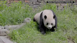 Panda Party is back on; when giant pandas will return to Washington's National Zoo