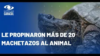Por brutal agresión a tortuga pimpano en Quindío, un hombre fue capturado