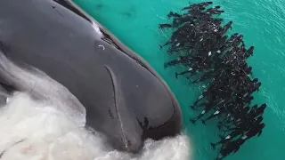 Almost 100 Whales Die on Australian Beach