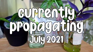 CURRENT PROPAGATIONS | cuttings in perlite and water (hoya, adansonii, tradescantia) July 2021