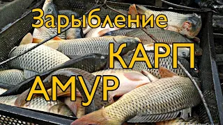 Зарыбление пруда карпом и белым амуром. Как правильно зарыбить карпа и белого амура. Пруд на даче.