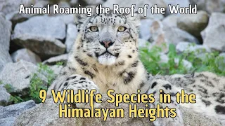 💥 9 Wildlife Species in the Himalayan Heights 🐏 Animal Roaming the Roof of the World 🗻