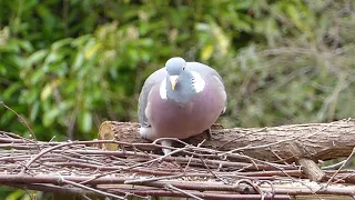 РЕАКЦИЯ КОТА НА ЗВУКИ И ВИД ГОЛУБЕЙ. Видео для кошек