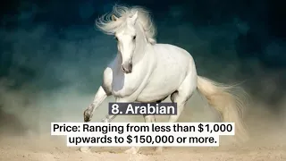 The 19 Most Expensive Horse Breeds in the World
