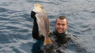 Kad odeš u hobe a vratiš se sa oboron - Zubatac,škarpina i komarča