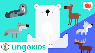 POLAR ANIMALS Vocabulary 🐧❄️| VOCABULARY, SONGS and GAMES | Lingokids