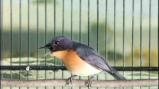 TLEDEKAN GUNUNG GACOR SUARA SUPER PEDES‼️ cocok buat pancingan kacer. murai batu. cucak ijo .