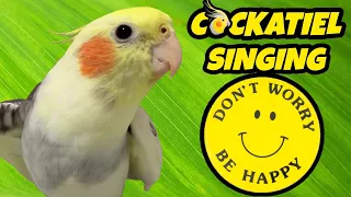 Teach Your Cockatiel to Sing 'Don't Worry, Be Happy'! [COCKTAIL SINGING] 🎶🙂🦜