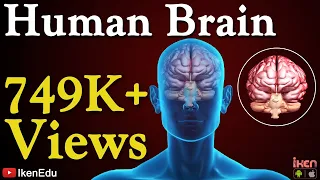 Human Brain Animation | Learn Anatomy Of The Human Brain | iKen | iKen Edu | iKen App