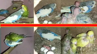 Budgies Baby Growth Stages Day 1 to Day 30