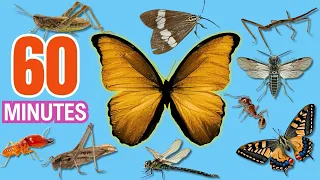 Learn Insects Names In English | Bugs for Kids | Easy English | 1 Hour Learning