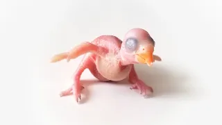Baby Indian Ringneck from 4 days to fledgling
