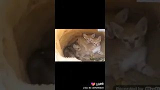 Кошка спасает своих котят от змеи😲🐍