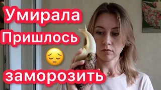 ПРИЕХАЛА РАЗБИТАЯ, НО ЖИВАЯ УЛИТКА😔