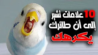 10 علامات تشير إلى أن طائرك يكرهك