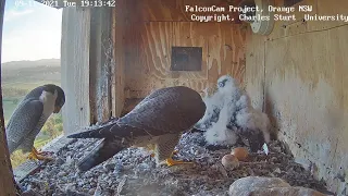 FalconCam CSU Yurruga stole the prey and didn't give it to Mom and Dad😂 Almost choked😱09.11.2021