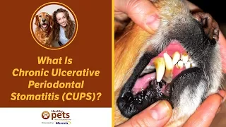 Dr. Becker: What Is Chronic Ulcerative Periodontal Stomatitis (CUPS)?