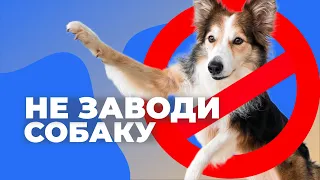 10 ПРИЧИН НЕ ЗАВОДИТЬ СОБАКУ 🐕 Что нужно знать перед тем как купить щенка домой 🐩 Все минусы собак 🐕