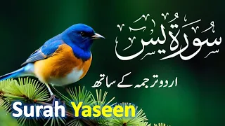 Surah Yasin ( Yaseen ) with Urdu Tarjuma | Quran tilawat | Episode 038 | Quran with Urdu Translation