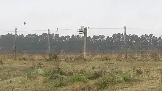 el mejor jilguero para el campo el pichon haciendo desatre