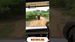 Don't Follow the Wild Elephant -Elephant Attack Safari Jeep in Sri Lanka Yala National Park #Shorts