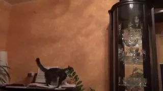 Стремительный прыжок на люстру кошки  The rapid jump on the chandelier cat    YouTube 1080p