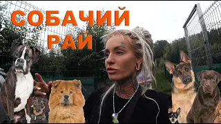 BANTIK BOY - СОБАЧИЙ РАЙ/ПРИЮТ "ДОМАШНИЙ"/НАВЕСТИЛА ПУШИСТЫХ