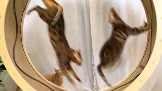 Super Cat Exercise Wheel TrainingㅣDino cat