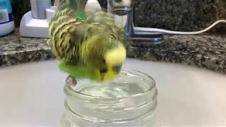 Kiwi has an ultra-cute bath in a mason jar! [UHD 4K]