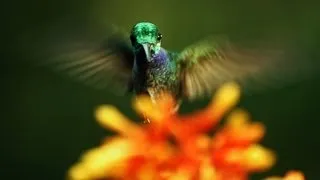 The hidden beauty of pollination | Louie Schwartzberg