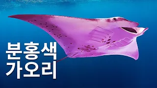 이 쥐가오리가 분홍색인 이유와 호주에서만 볼 수 있는 7가지 다른 동물들