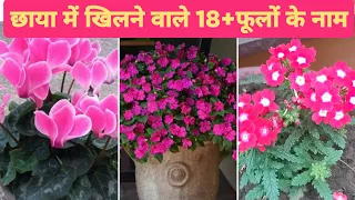 छाया में खिलने वाले 18 फूलों के नाम / Shade Loving Flowers In India / Shade Loving Flowering Plants