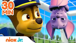 PAW Patrol Chase Rescues In Adventure Bay! | 30 Minute Compilation | Nick Jr.