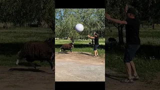 Ram plays in ball #funnyanimals #animals #play